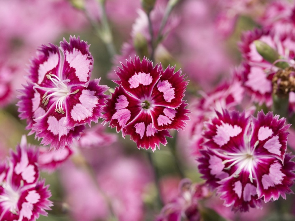 Неизвестные науке цветы обои