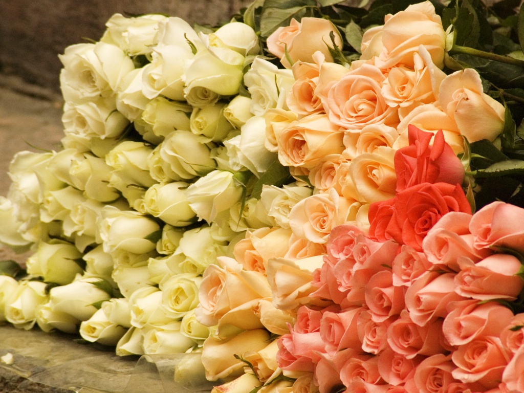 Букеты светлых роз обои