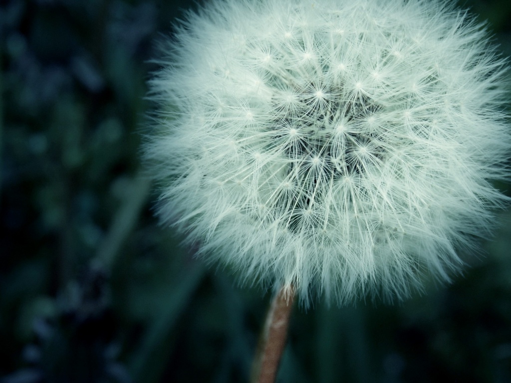 Одуванчик обои