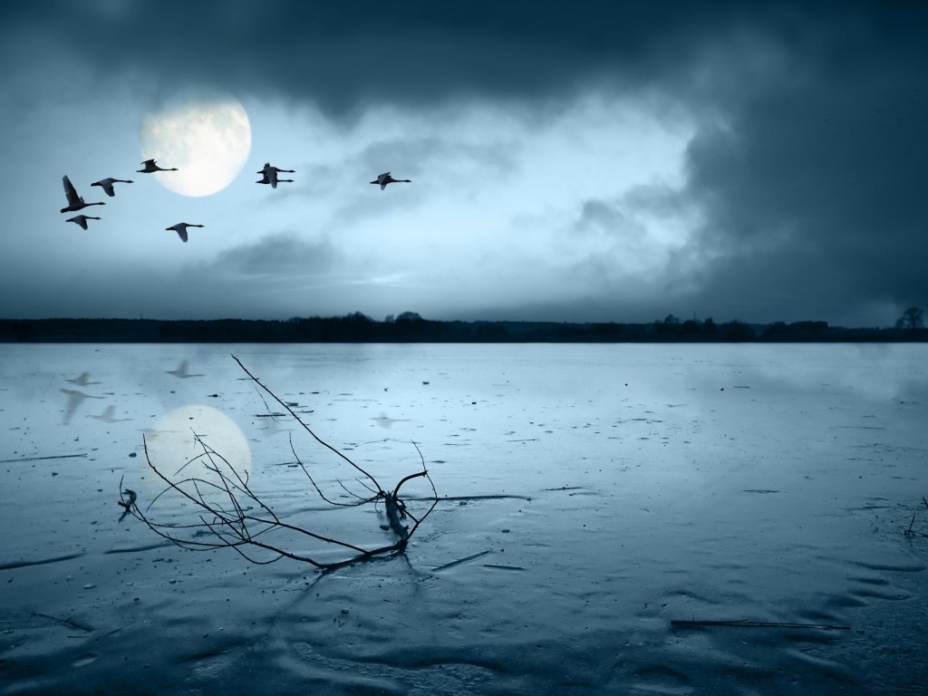 Полет птиц над озером обои