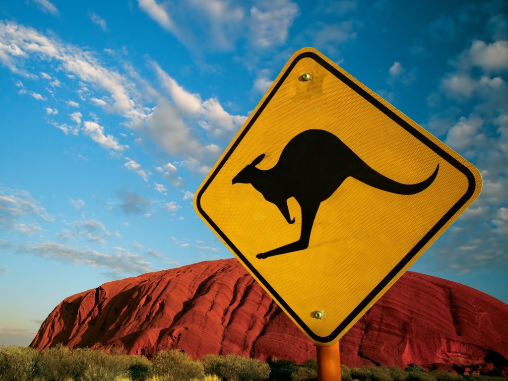 Осторожно, кенгуру! обои