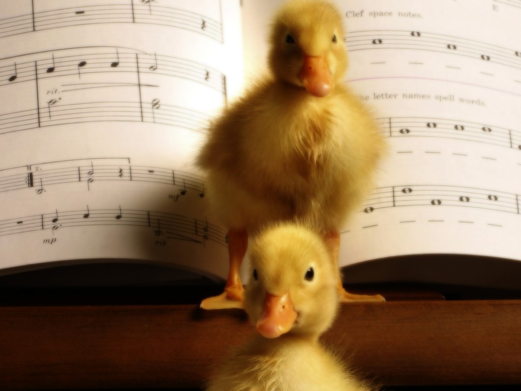Музыкальные утята обои