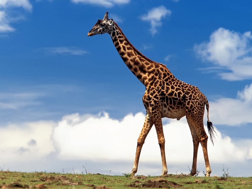 Жираф на прогулке обои
