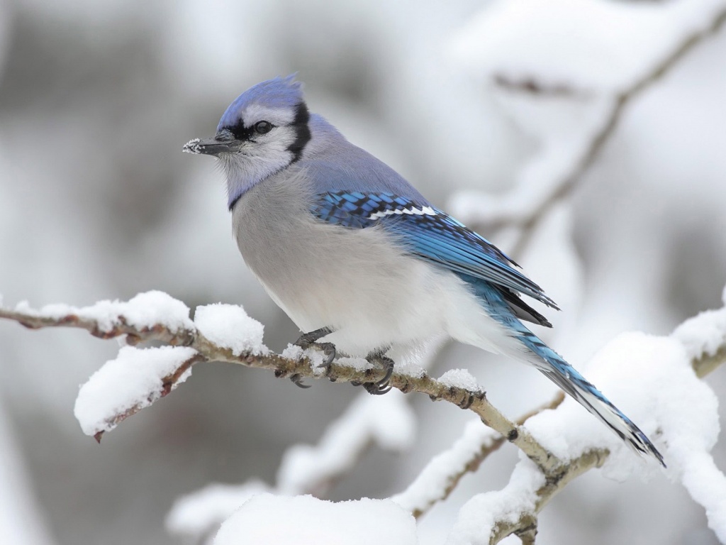 Маленькая синяя птичка обои