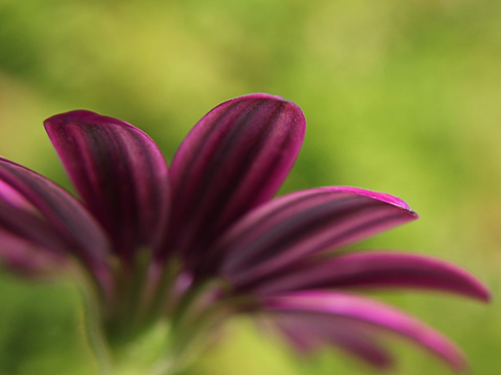 Макро фото цветка обои