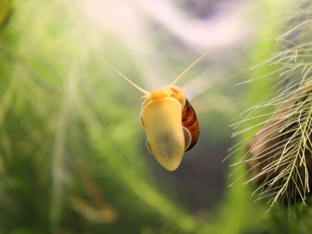 Летящее насекомое обои