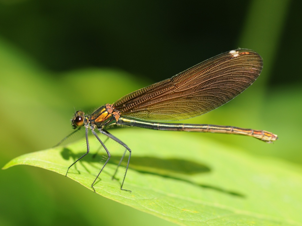 Стрекоза на листе обои