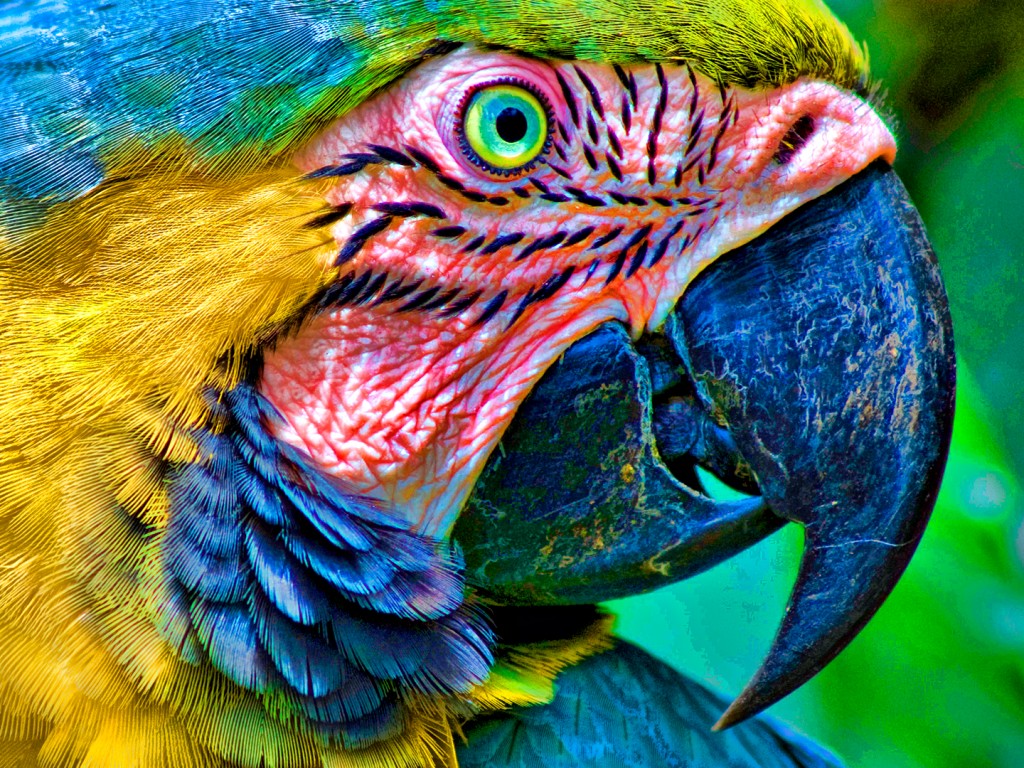 Попугай обои