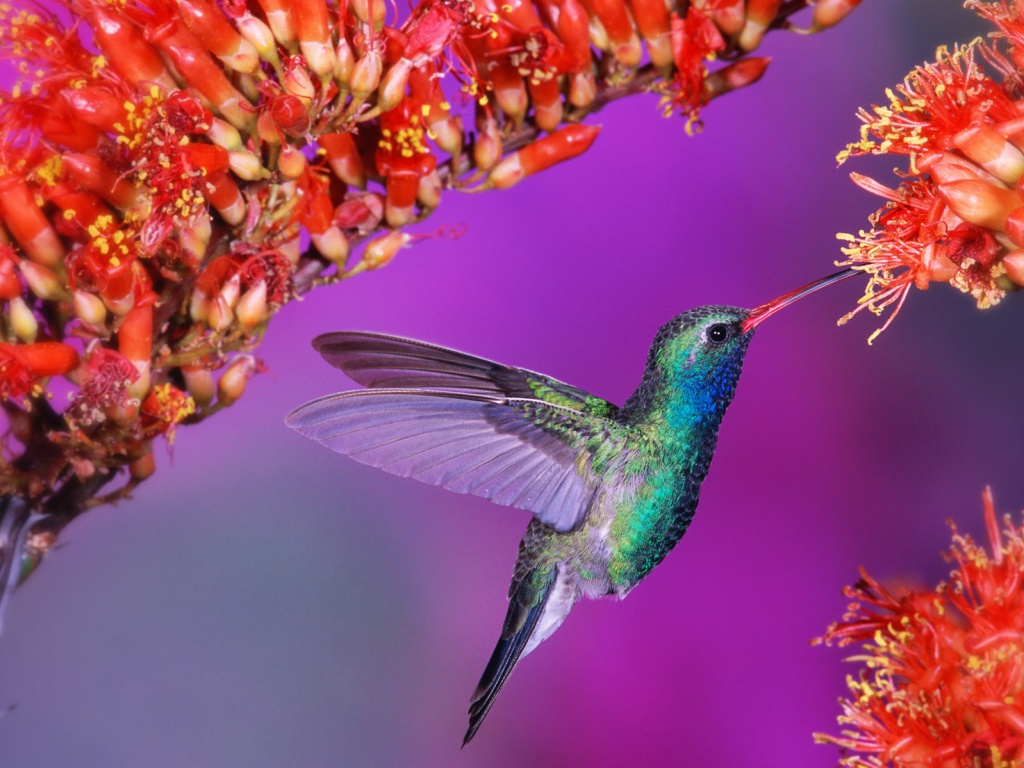 Колибри обои