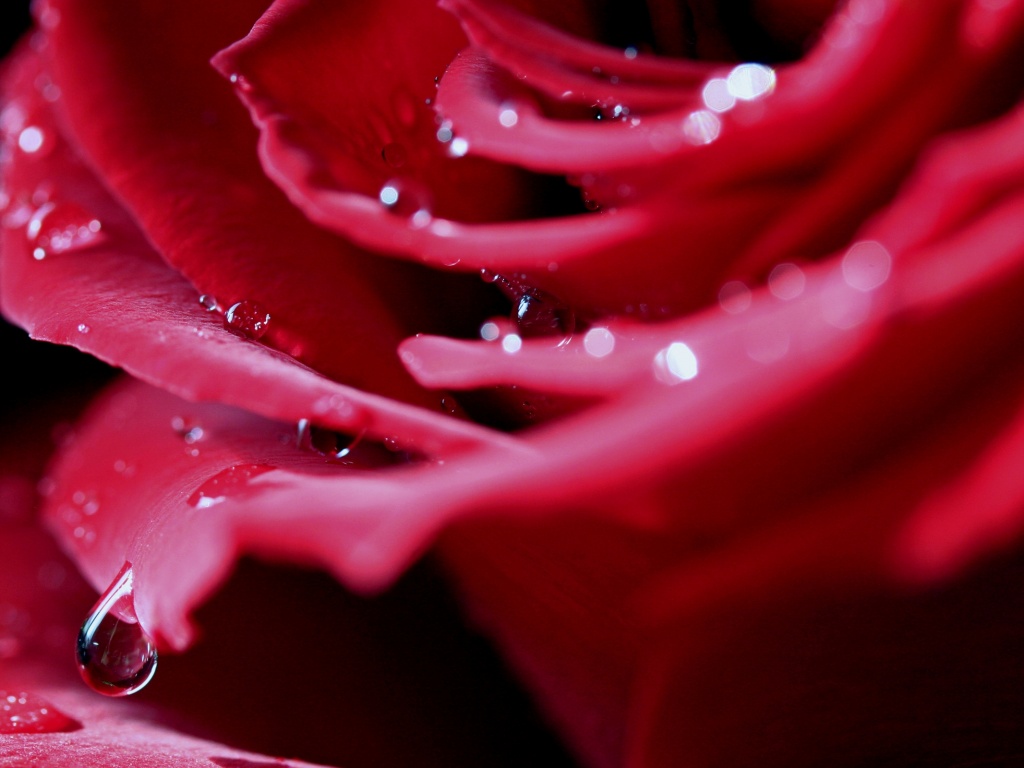 Капли на лепестках розы обои