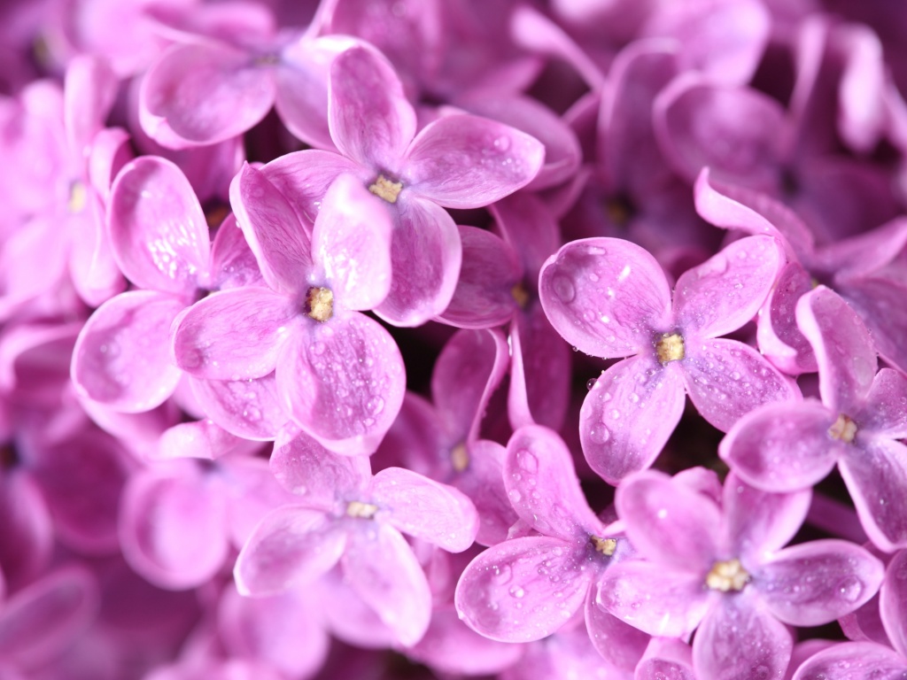 Цветы сирени обои