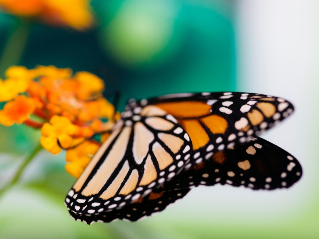 Бабочка на цветке в макро обои