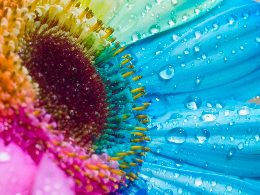 Цветик семицветик обои