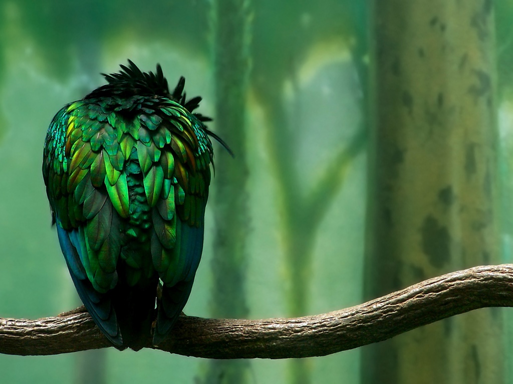 Птица спит на ветке обои