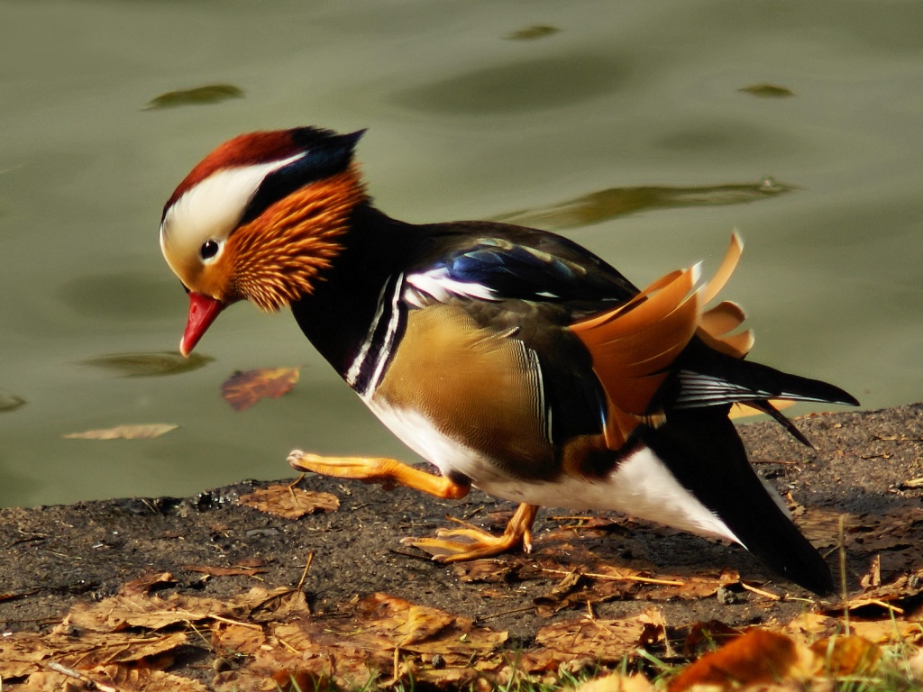 Уточка - мандаринка обои