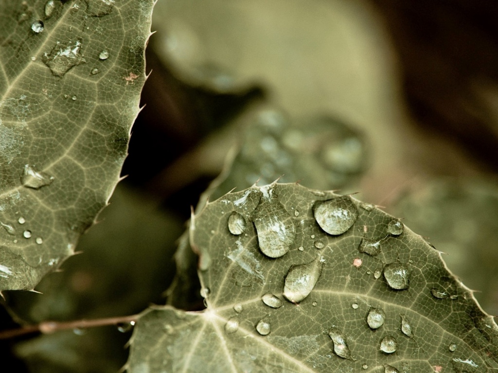 Капельки росы на листьях обои