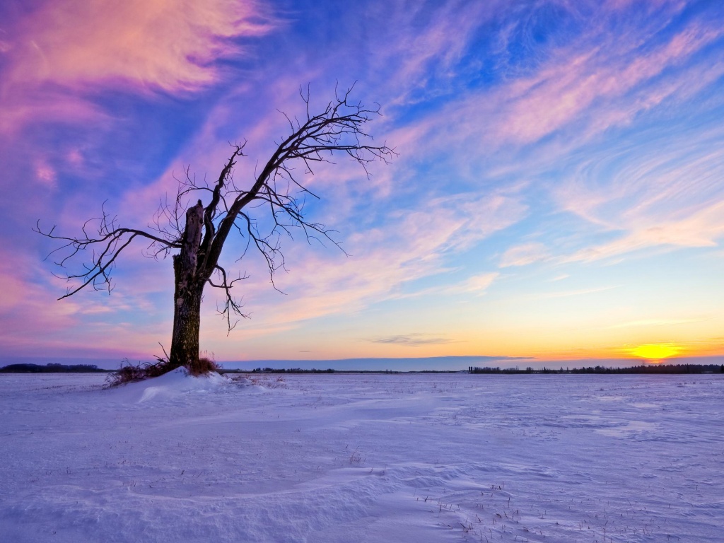 Сломанное дерево в снежной тундре обои
