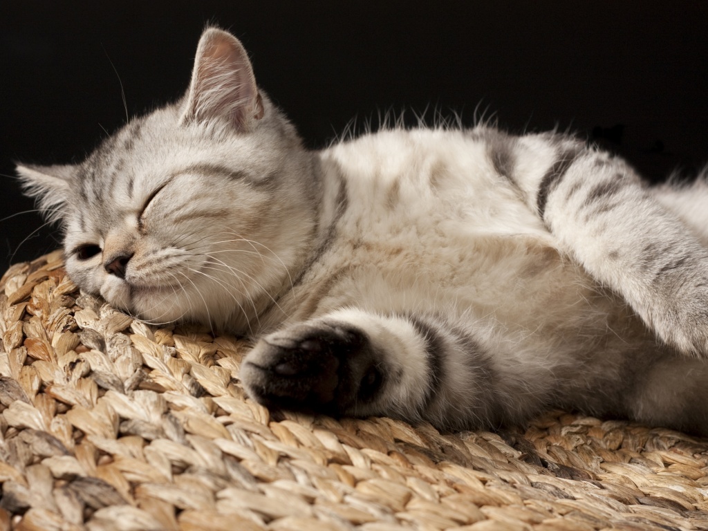 Пушистый кот спит на корзине обои