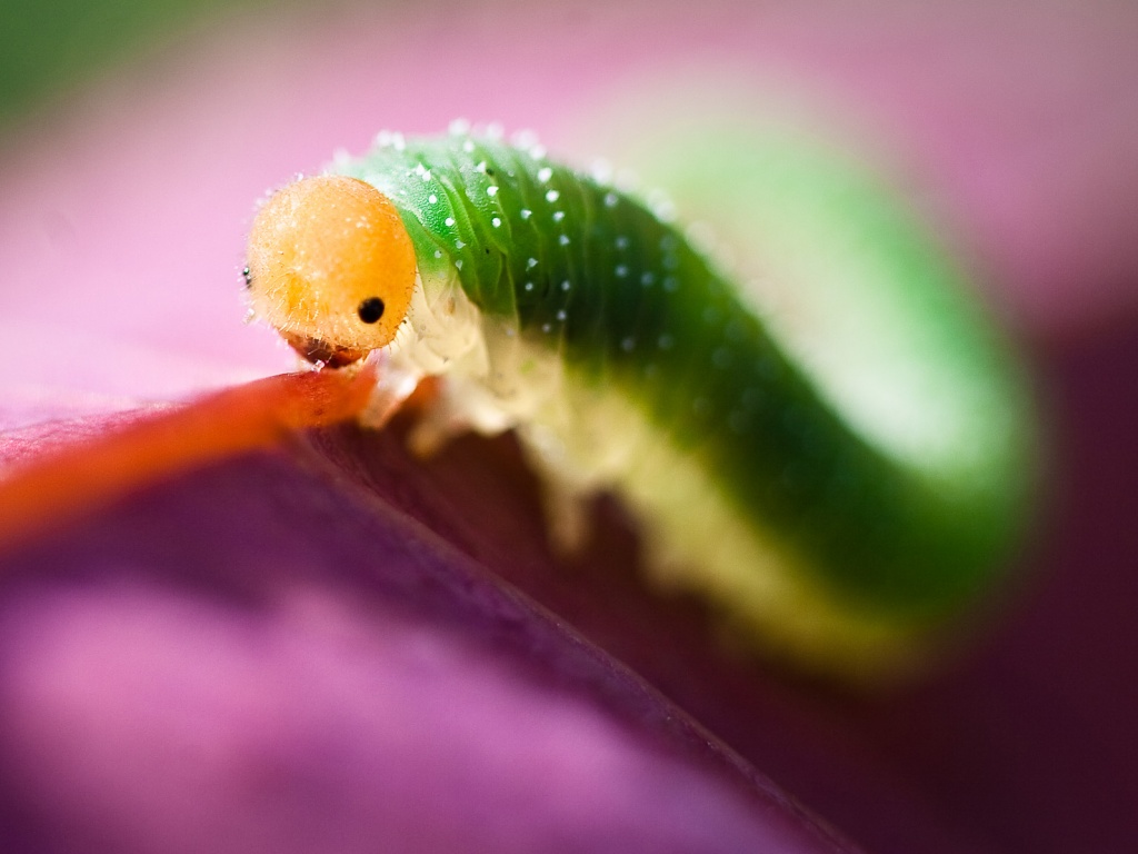 Гусеница бабочки на лепестке обои