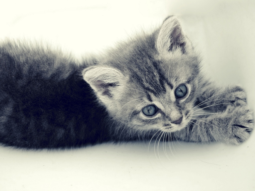 Котёнок обои
