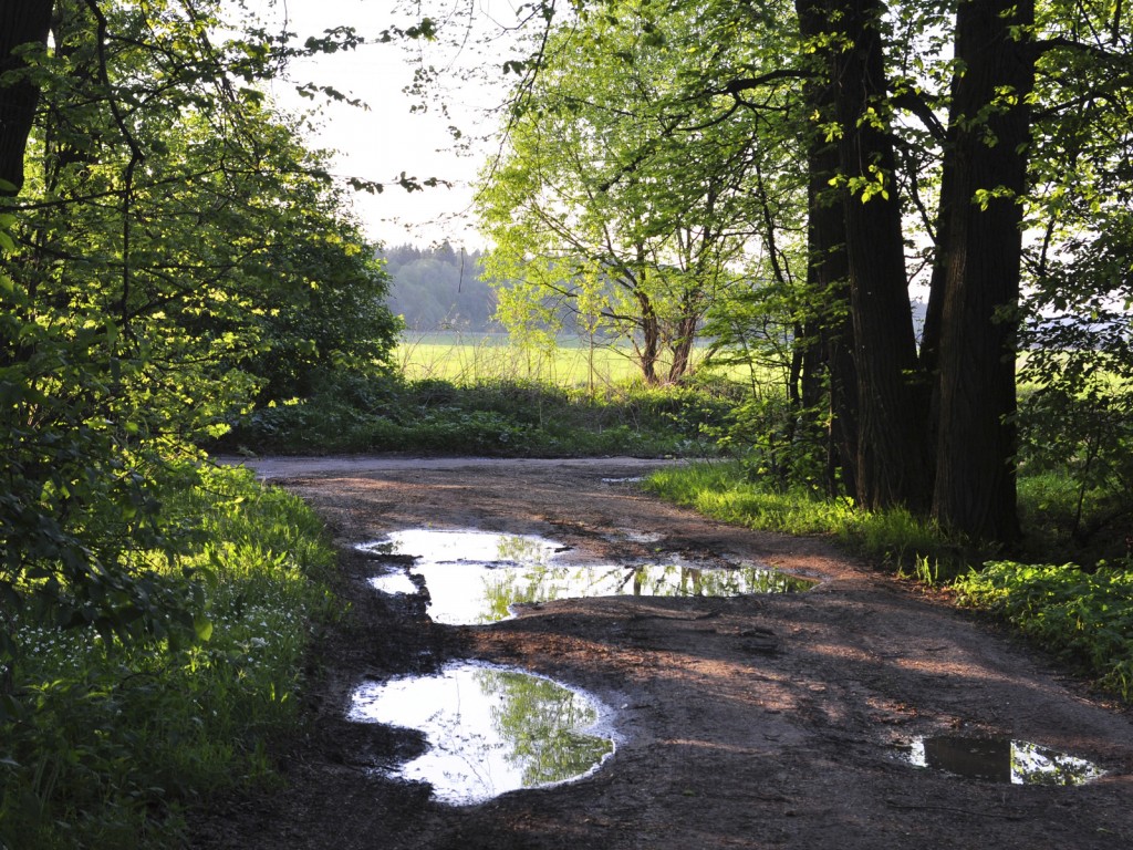 Лесная дорога обои