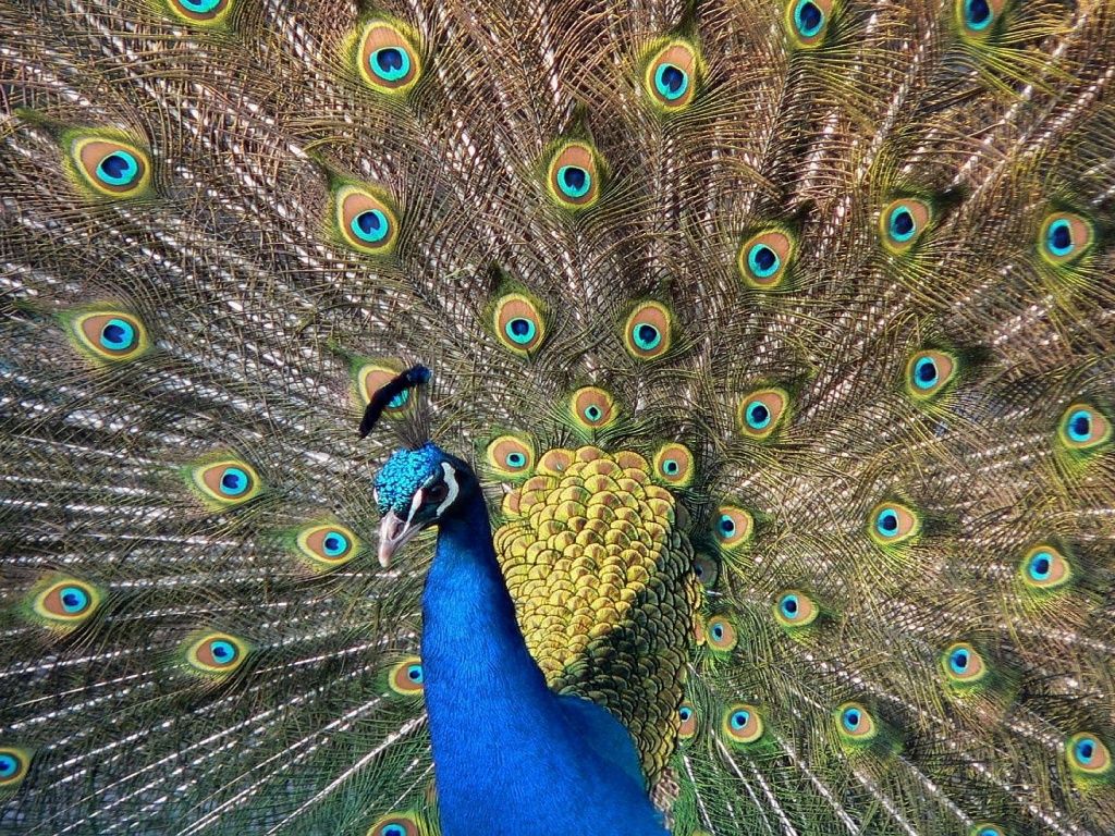 Павлин, говоришь... обои