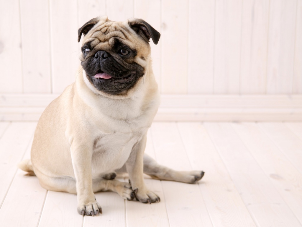 Симпатичный мопс на полу обои