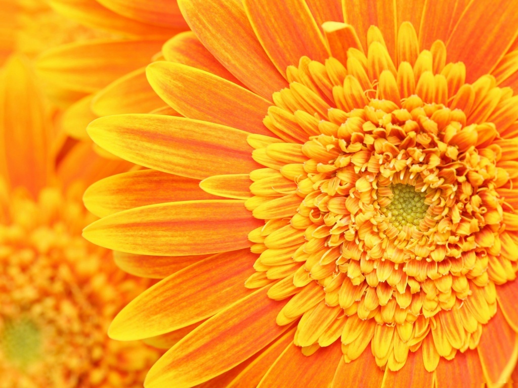 Большой оранжевый гербер обои