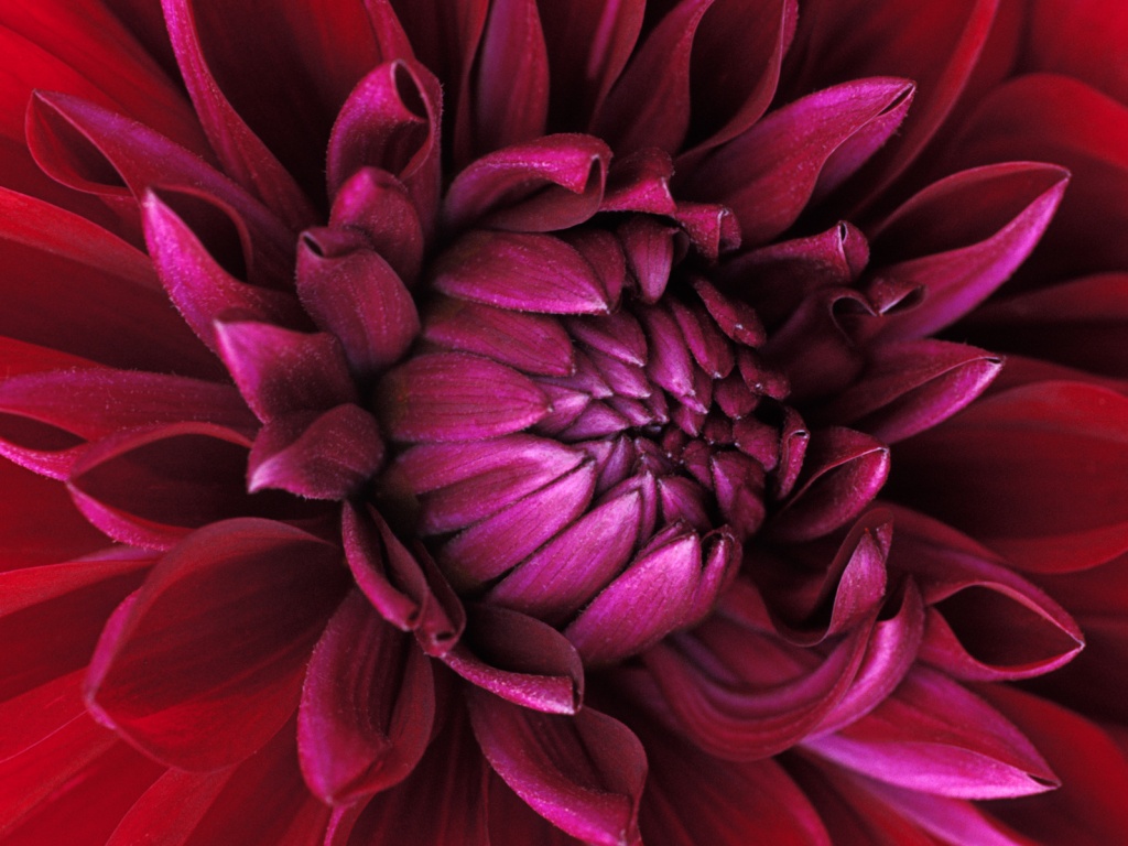 Цветок обои