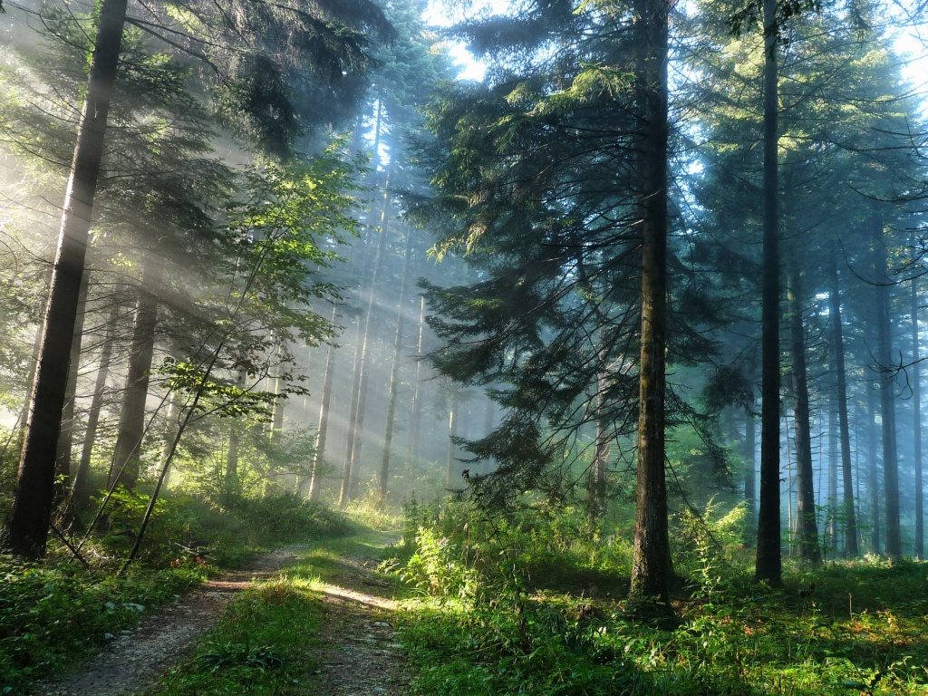 Тропа в лесу обои