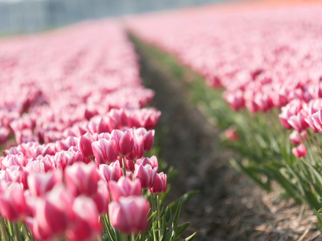 Тропинка в поле розовых тюльпанов обои