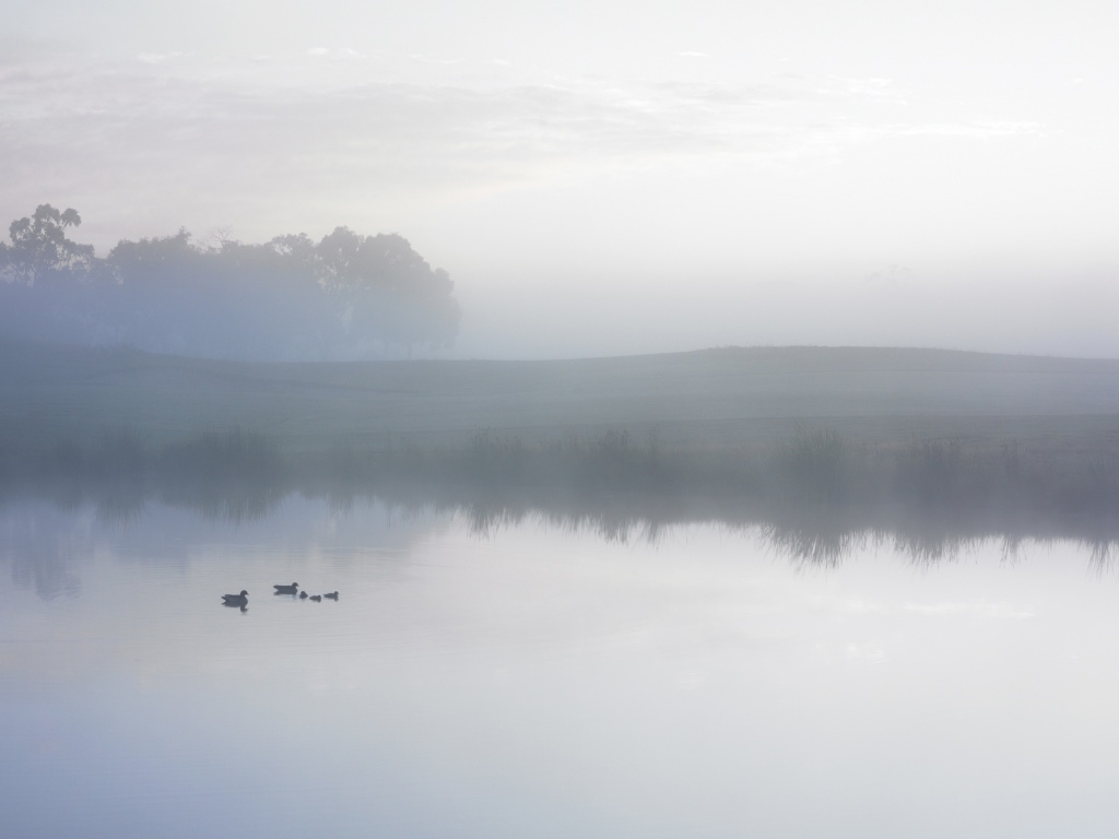 Ducks on a Misty Pond обои
