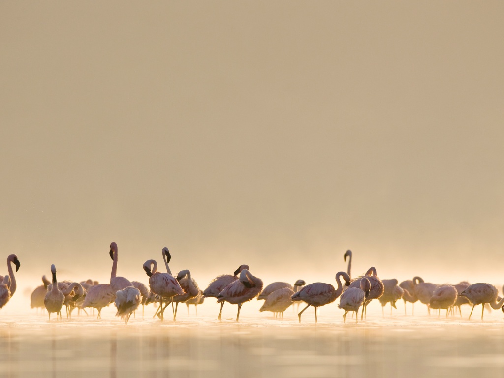 Flamingos обои