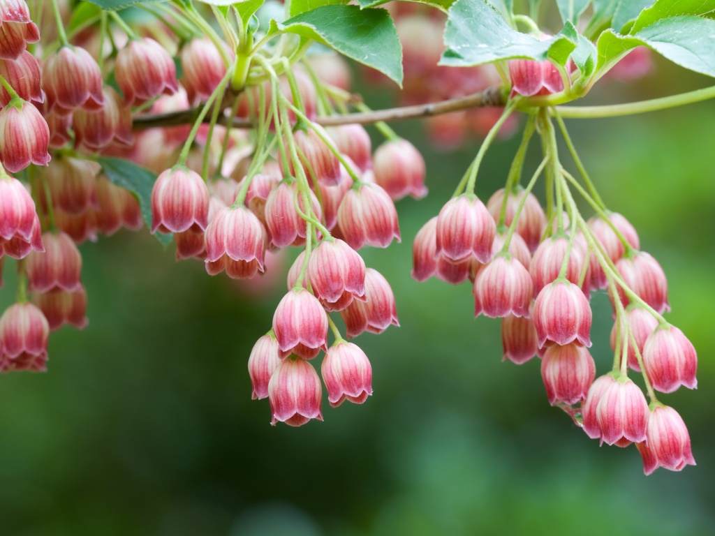 Красные колокольчики обои