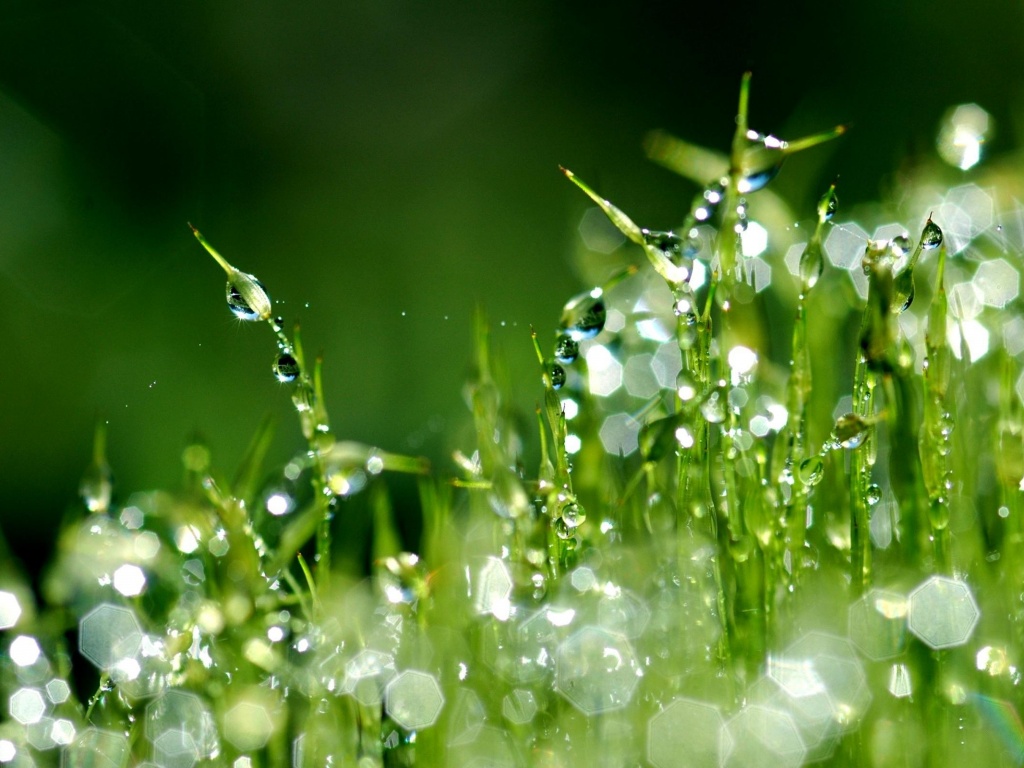 Бусинки росы обои