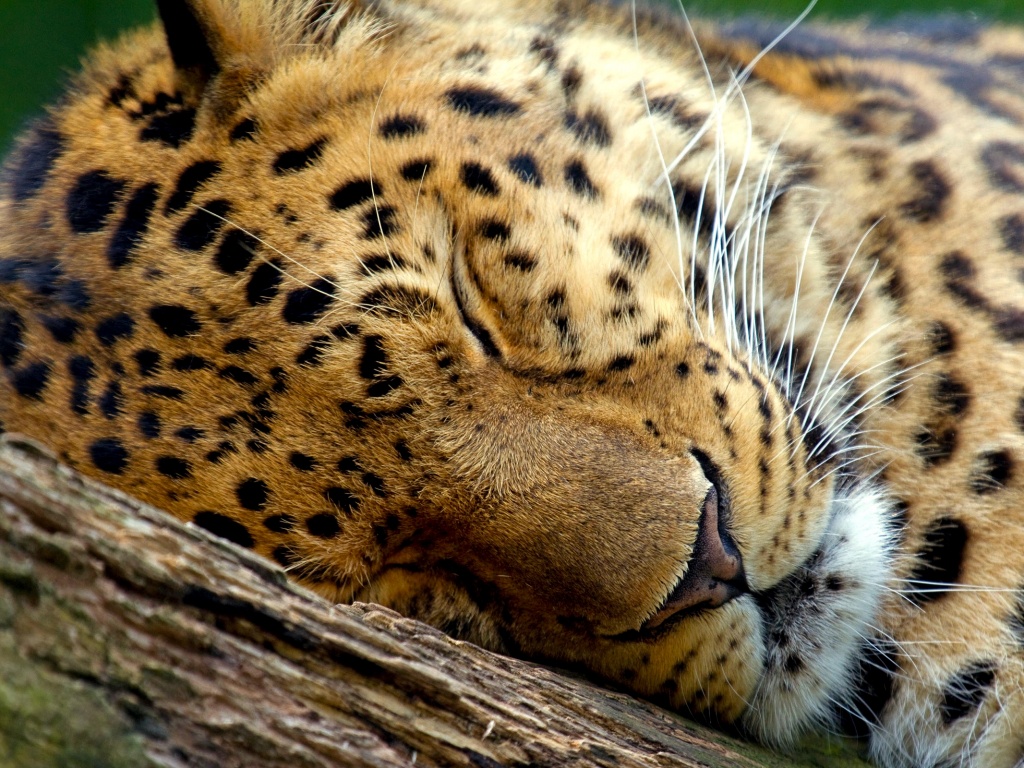 Спящий хищник обои