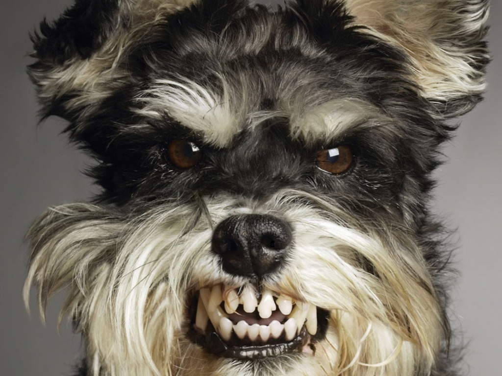 Терьер вне себя обои