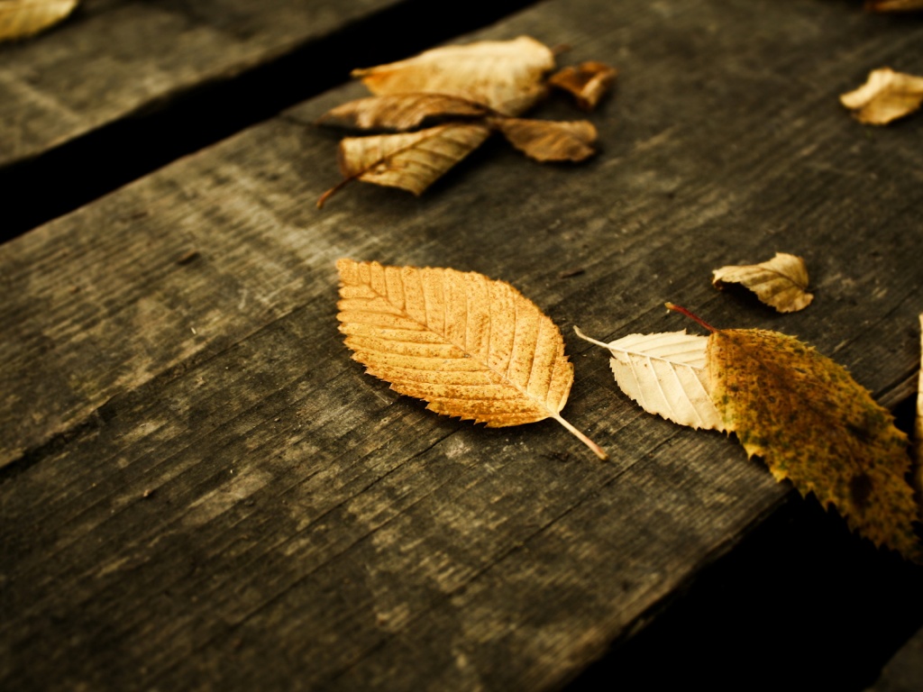 Опавшая листва обои