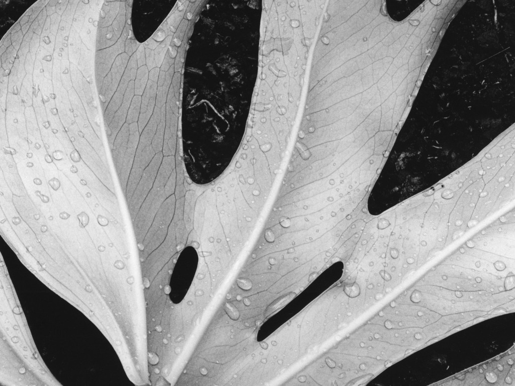 Белый лист обои