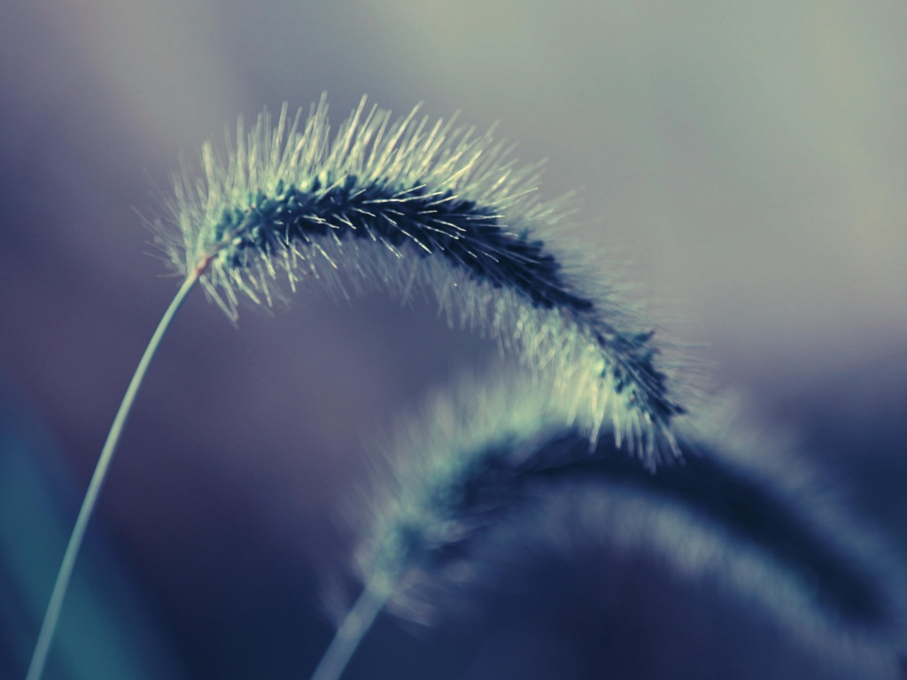 Травинка обои