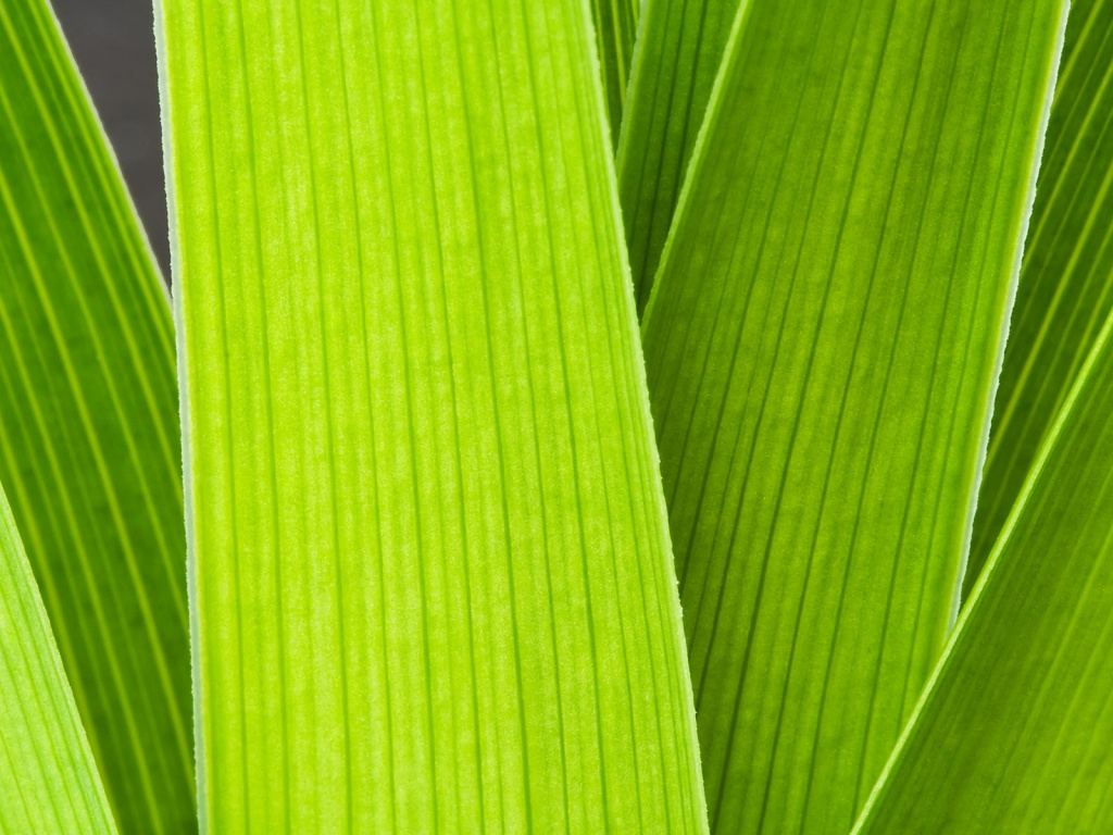 Стебли обои