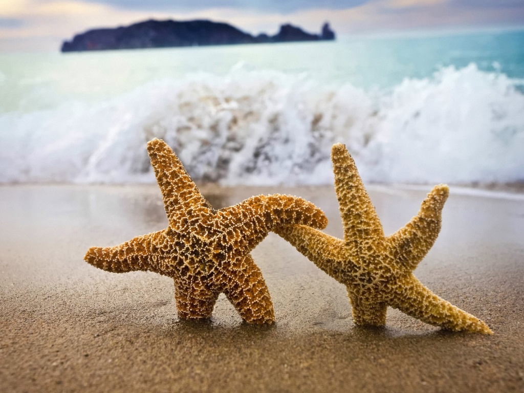 Две морские звезды обои