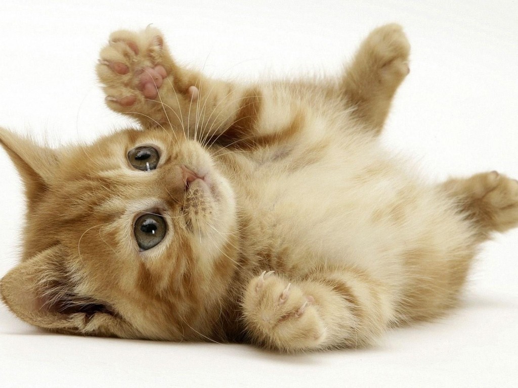 Котёнок обои