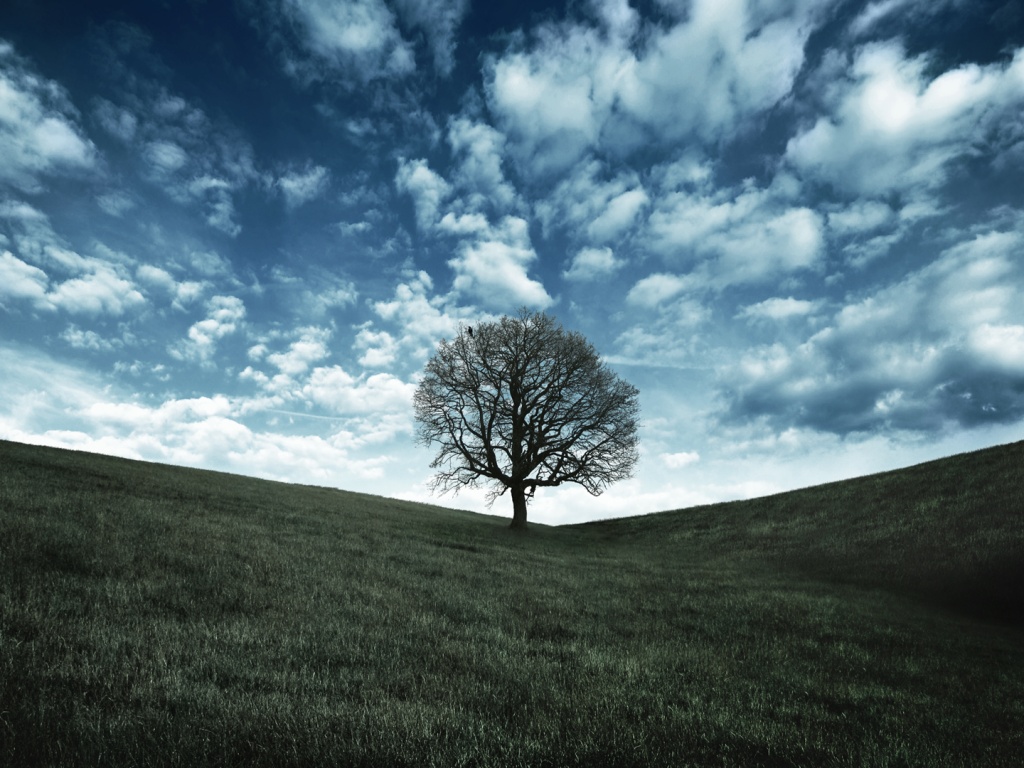 Холм одинокого дуба обои