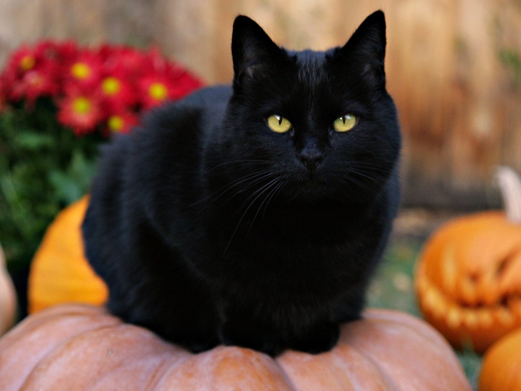 Чёрный кот на тыкве обои