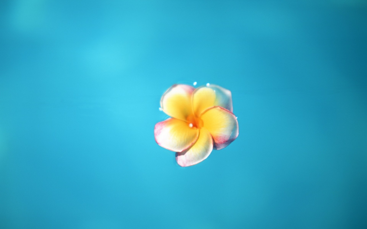 Цветок обои