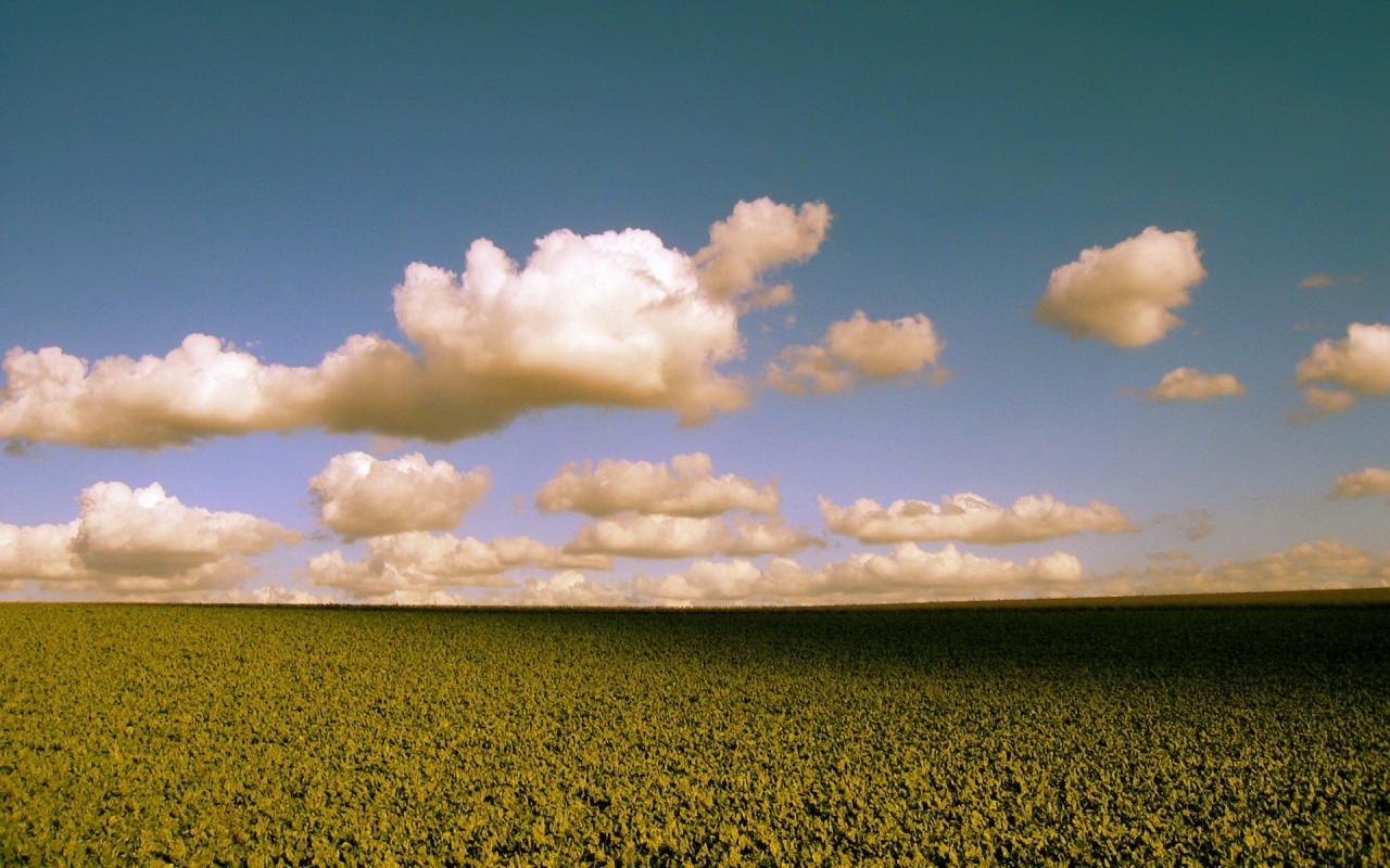 Обака над бескрайними полями обои