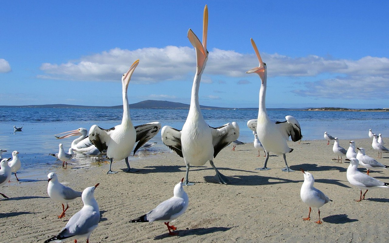 Пеликаны и чайки обои