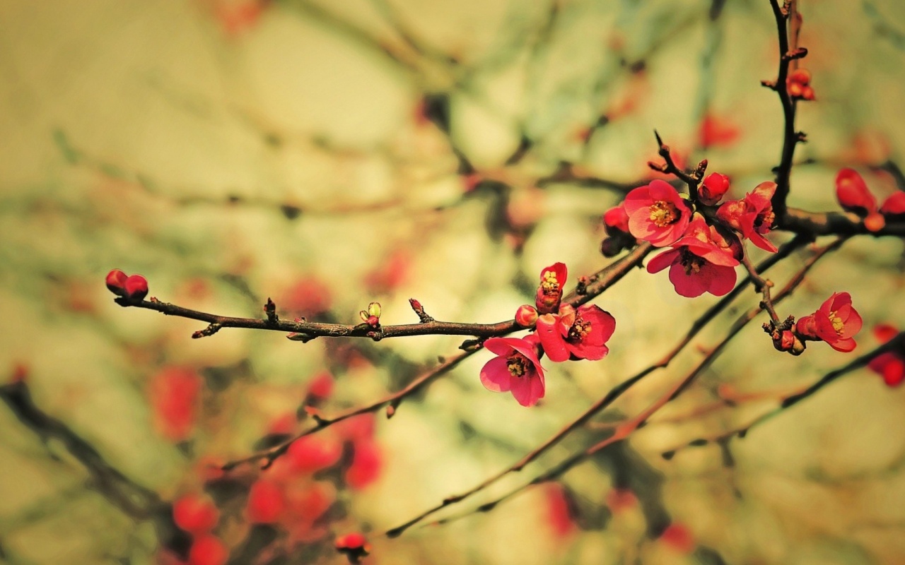 Весеннее цветение обои