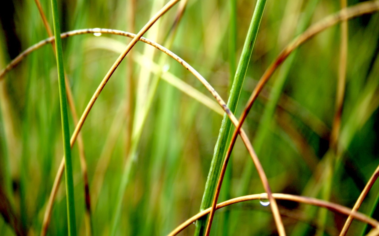 Болотная трава обои
